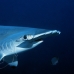 shark_hammerhead_scalloped_ci_h_0058_cr.jpg